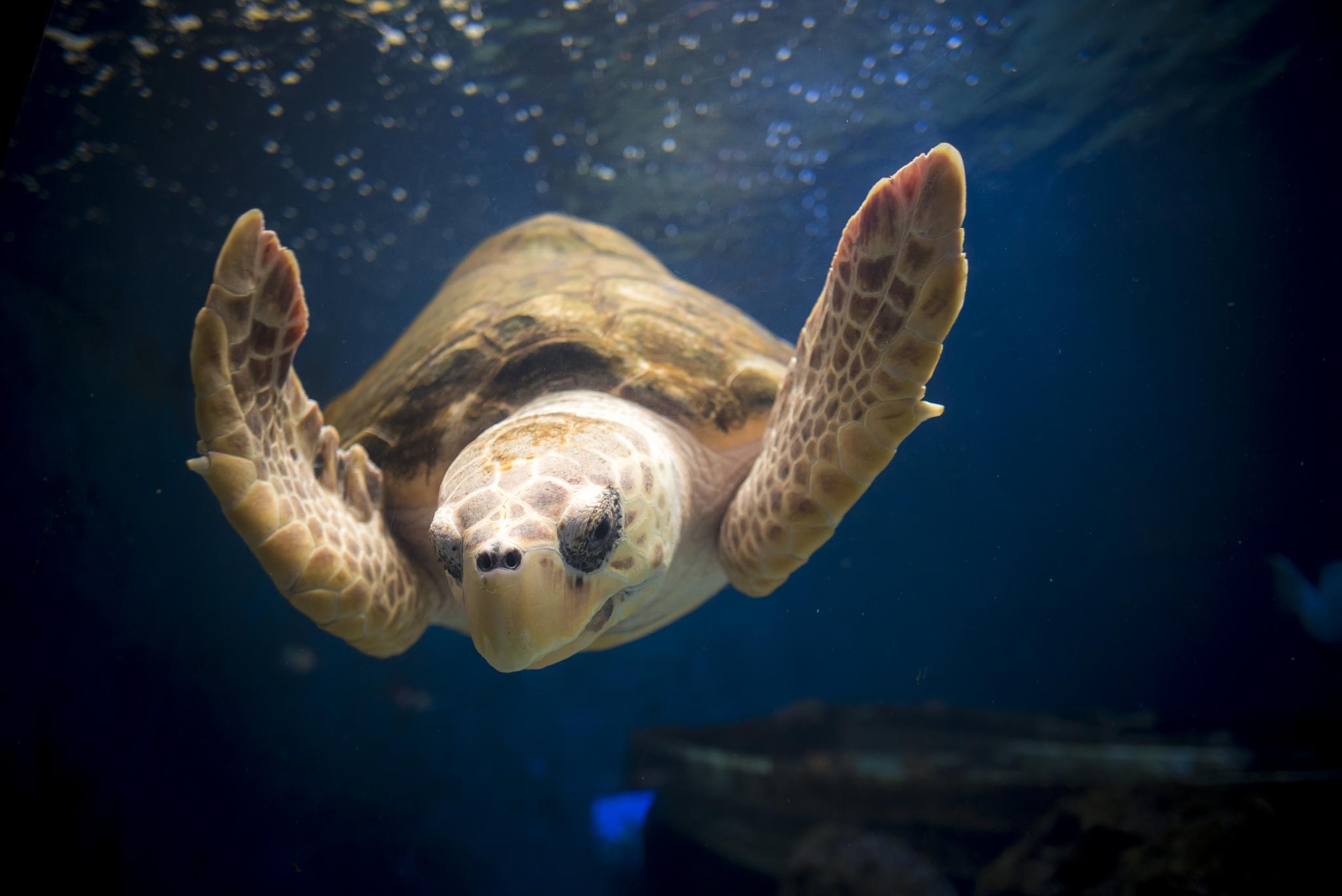 Ocean Exploration with Birch Aquarium at Scripps | San Diego Festival ...